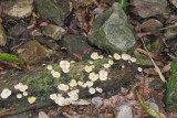 mushrooms abound
