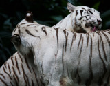 White tiger - Singapore zoo