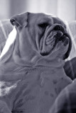 Lardon  the english bulldog