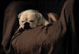 Lardon the English bulldog