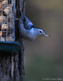 Nuthatch