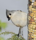 Tufted Titmouse