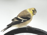 American Goldfinch