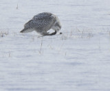 D90-1-30-09-7513SnowyOwl.jpg