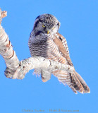 D90-1-16-09-5853NHawkOwl.jpg