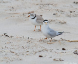 D80-2007-5-31-99-TernPlover.jpg