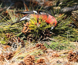 White-winged Crossbill