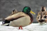  Newmarket Mallard