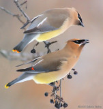 Cedar Waxwings