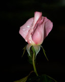 Still Blooming