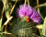 Among The Thorns