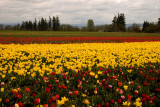 Acres Of Tulips