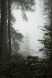 Fog In The Forest