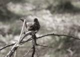 Little Bird