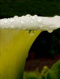 Droplet