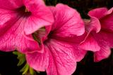 Petunias