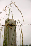 Tall Grass