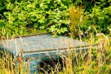 Among The Grass And Weeds