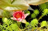 Under The Lily Pad