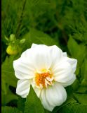 Unknown Flower