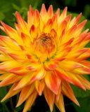 Dahlia