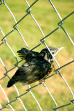 Oops! I Forgot About The Fence