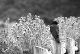 Crow On A Post