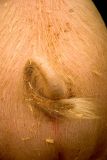 Tail End