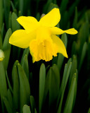 Daffodil