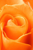 Rose From Hubby