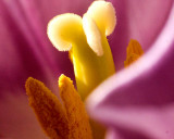 Tulip