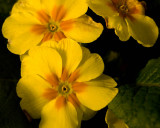 A Ray Of Sunshine