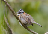 Rufous-collared-Sparrow.jpg