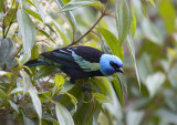 Blue-necked-Tanager.jpg