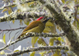 Golden-Olive-Woodpecker.jpg
