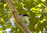 Hooded-Tanager.jpg