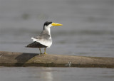 Large-billed-Tern4.jpg