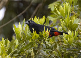 Red-bellied-Grackle.jpg