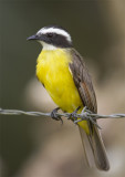 Rusty-margined Flycatcher