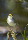 Yellow-crowned-Sparrow.jpg
