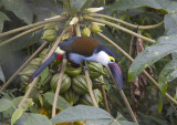 Black-billed-Mountain-Touca.jpg