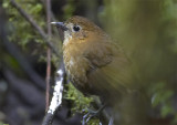 Brown-banded-Antpitta2.jpg