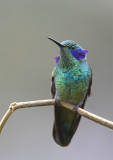 Green-Violetear.jpg