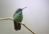 Green-Violetear3.jpg