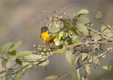 Lacrimose-Mountain-Tanager.jpg