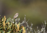 Plain-coloured-Seedeater3.jpg