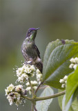 Purple-backed-Thornbill.jpg