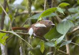 Sharpes Wren Cinnycerthia olivascens