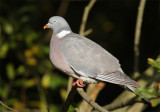 woodpigeon1.jpg