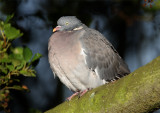 woodpigeon2.jpg